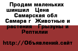 Продам маленьких  шиншил › Цена ­ 5 000 - Самарская обл., Самара г. Животные и растения » Грызуны и Рептилии   